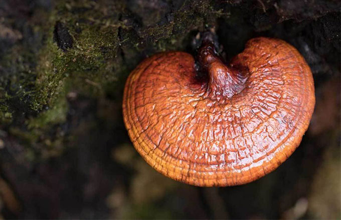 Tajomstvo dlhovekosti Číňanov odhalené. Skúste aj vy hubu Reishi!