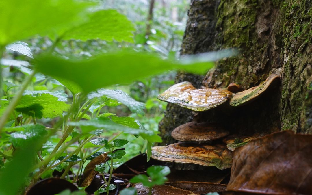 Reishi ako rastlina s duchovnou silou: Počuli ste už o nej?