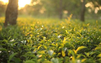El té verde y sus efectos en el organismo